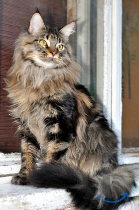 Объявление: Шикарный красавец Мейн-кун кастрирован. питомник в Москве