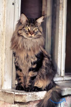 Объявление: Шикарный красавец Мейн-кун кастрирован. питомник в Москве