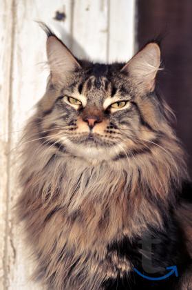 Объявление: Шикарный красавец Мейн-кун кастрирован. питомник в Москве