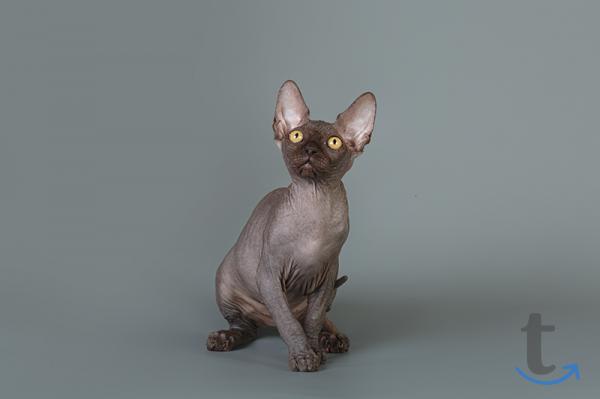 Объявление: Шокирующие эльф, Бамбино, сфинкс, белые, разноглазые в Санкт-Петербурге