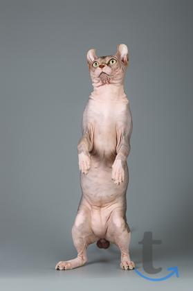 Объявление: Шокирующие эльф, Бамбино, сфинкс, белые, разноглазые в Санкт-Петербурге