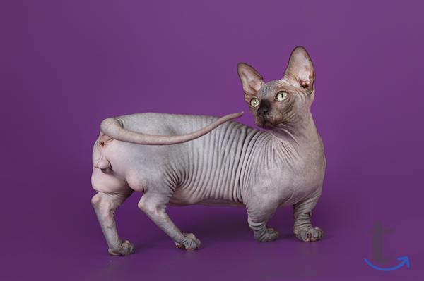 Объявление: Шокирующие эльф, Бамбино, сфинкс, белые, разноглазые в Санкт-Петербурге