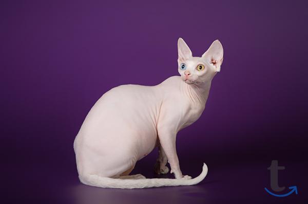 Объявление: Шокирующие эльф, Бамбино, сфинкс, белые, разноглазые в Санкт-Петербурге