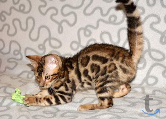 Объявление: Бенгальские котята из питомника Yves Piaget в Ногинске