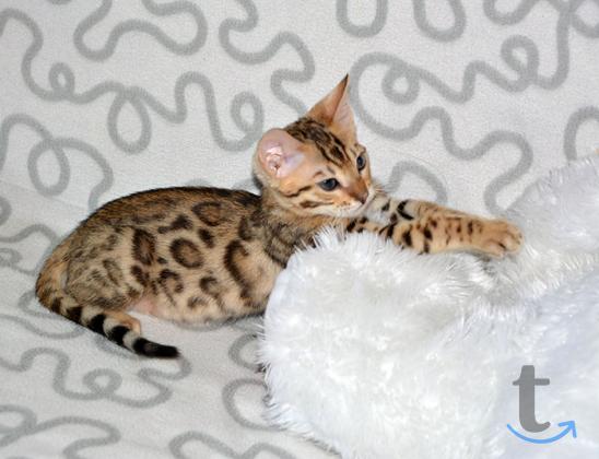 Объявление: Бенгальские котята из питомника Yves Piaget в Ногинске