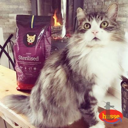Объявление: Корм для стерилизованных кошек Husse Sterilised в Самаре