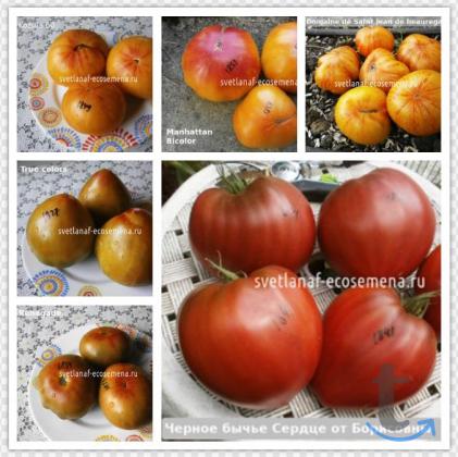 Объявление: Коллекционные семена томатов в Пятигорске