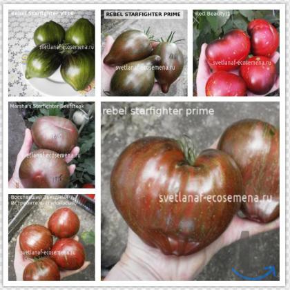 Объявление: Коллекционные семена томатов в Пятигорске