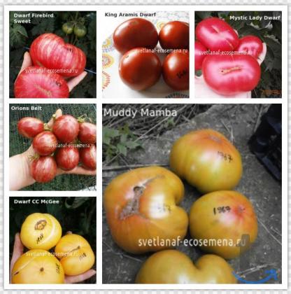 Объявление: Коллекционные семена томатов в Пятигорске