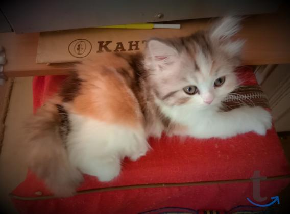 Объявление: Кото-ангелочек в Краснодаре