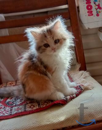 Объявление: Кото-ангелочек в Краснодаре