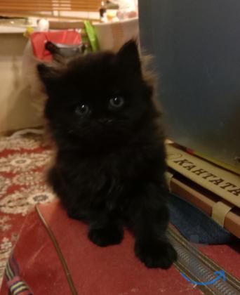 Объявление: Котята для несуеверных в Краснодаре