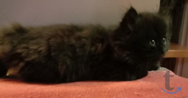 Объявление: Котята для несуеверных в Краснодаре