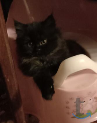 Объявление: Котята для несуеверных в Краснодаре