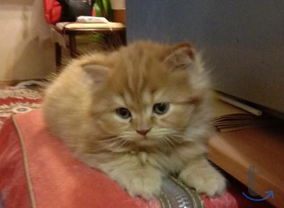 Объявление: Солнечное рыжее счастье в Краснодаре