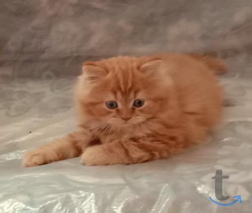 Объявление: Солнечное рыжее счастье в Краснодаре