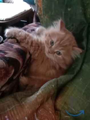 Объявление: Солнечное рыжее счастье в Краснодаре