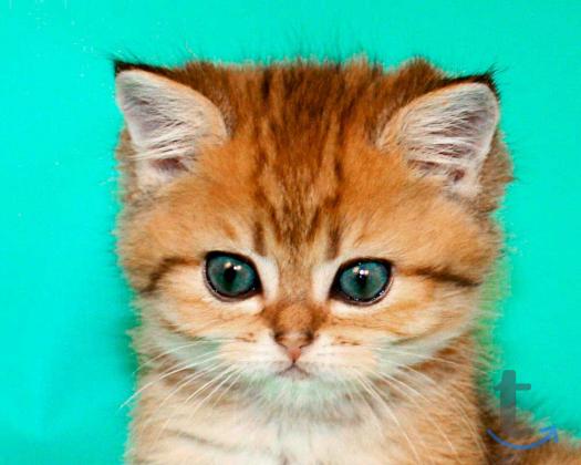 Объявление: Элитные Британские золотые котята редких окрасов в Лобне