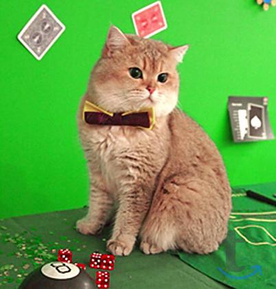 Объявление: Элитные Британские золотые котята редких окрасов в Лобне