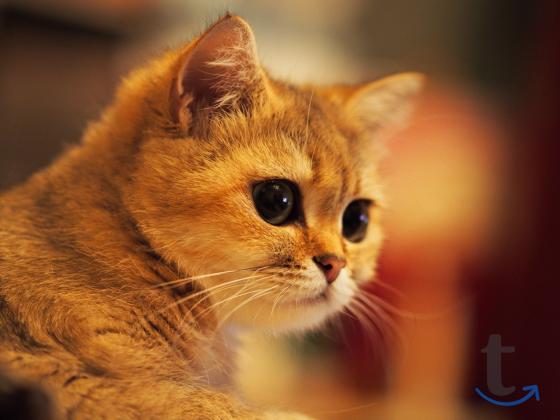 Объявление: Элитные Британские золотые котята редких окрасов в Лобне