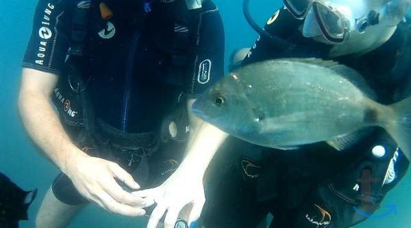 Объявление: Дайвинг в Сочи, Адлере, Лоо, Вардане в Сочи