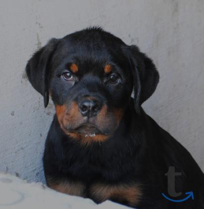 Объявление: Щенки ротвейлера в Челябинске