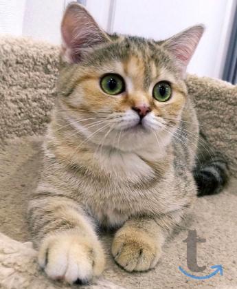 Объявление: Британская черепашка в Раменском