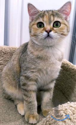 Объявление: Британская черепашка в Раменском