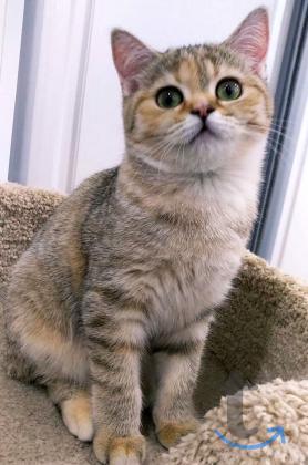 Объявление: Британская черепашка в Раменском