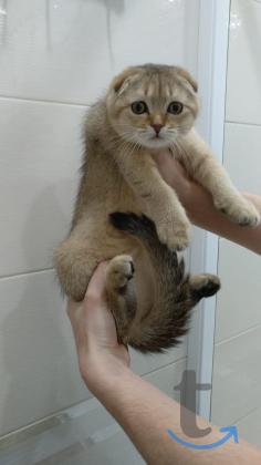 Объявление: Шотландская тикированная кошечка в Раменском