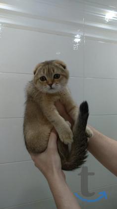 Объявление: Шотландская тикированная кошечка в Раменском