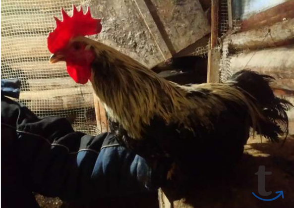 Объявление: петухи в Кирове