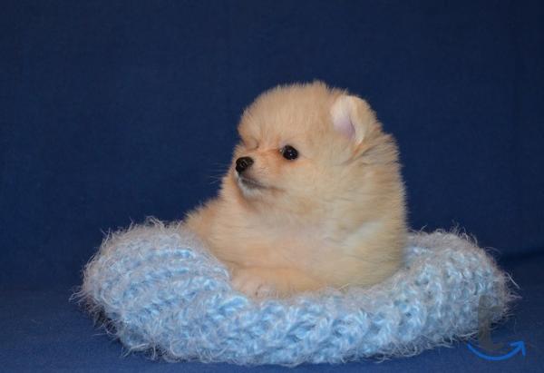 Объявление: Померанского цверг  шпица щенки в Москве