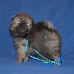 Объявление: Померанского цверг  шпица щенки в Москве