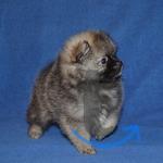 Объявление: Померанского цверг  шпица щенки в Москве