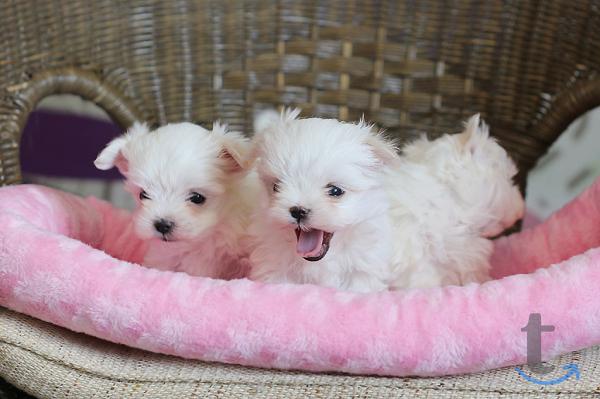 Объявление: Щенки мальтийской болонки(Maltese) от Ирлайн-дог в Екатеринбурге