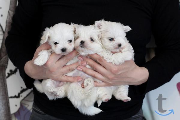 Объявление: Щенки мальтийской болонки(Maltese) от Ирлайн-дог в Екатеринбурге