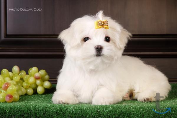 Объявление: Щенки мальтийской болонки(Maltese) от Ирлайн-дог в Екатеринбурге