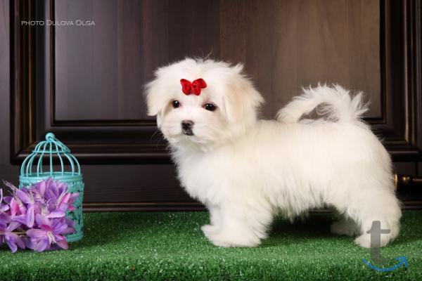 Объявление: Щенки мальтийской болонки(Maltese) от Ирлайн-дог в Екатеринбурге