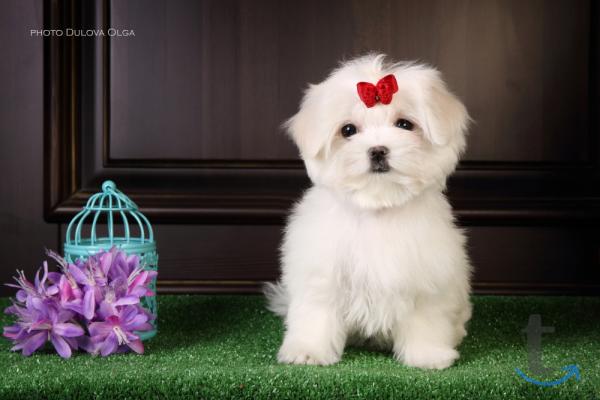 Объявление: Мальтипу от Ирлайн-дог в продаже в Ижевске