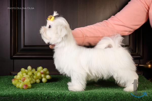 Объявление: Мальтипу от Ирлайн-дог в продаже в Ижевске