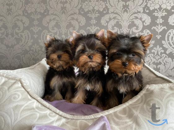 Объявление: Щенки йоркширского терьера от Ирлайн-дог в Екатеринбурге