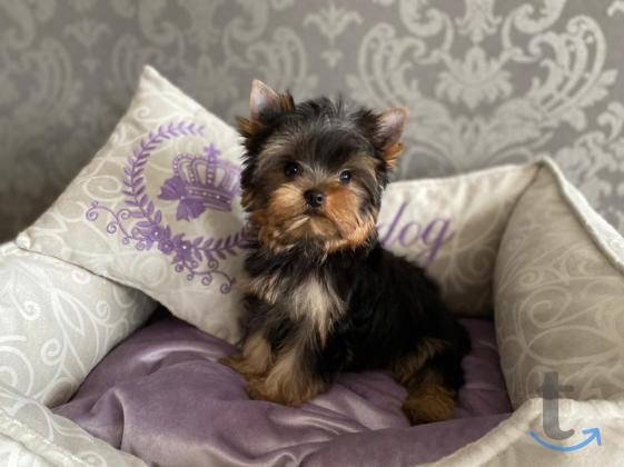 Объявление: Щенки йоркширского терьера от Ирлайн-дог в Екатеринбурге