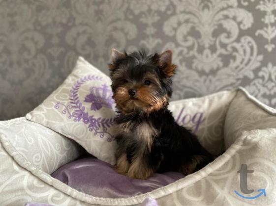 Объявление: Щенки йоркширского терьера от Ирлайн-дог в Екатеринбурге