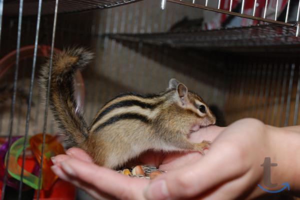 Бурундук сибирский в Москве