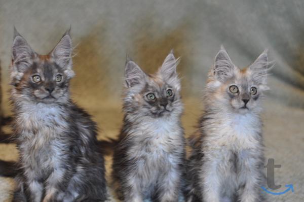 Объявление: Мейн-кун котята, с документами питомник в Мытищах