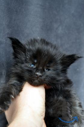 Объявление: Мейн-кун котята, с документами питомник в Мытищах