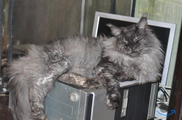 Объявление: Мейн-кун котята, с документами питомник в Мытищах