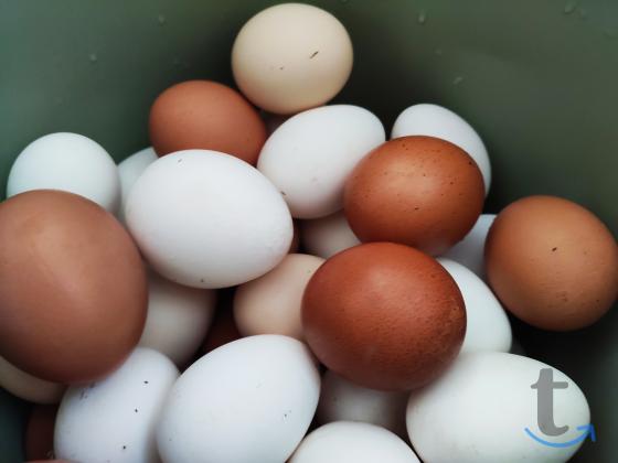 Объявление: Домашние диетические яйца в Сочи