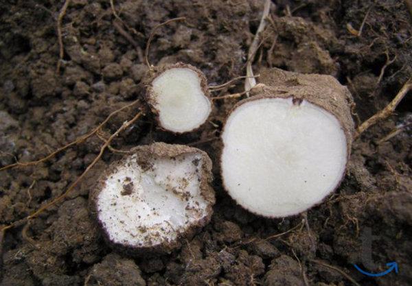 Объявление: Адамов корень в Сочи